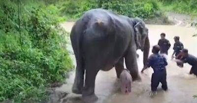 В Мьянме 33-летняя слониха родила уникального детеныша (видео)