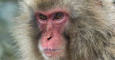 В июле в Латвии зарегистрирован третий случай обезьяньей оспы