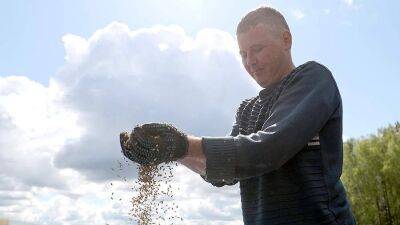 Экономист заявил о необходимости поэтапного перехода на российские семена