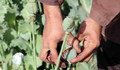 С приходом «Талибана» к власти увеличилось число случаев контрабанды наркотиков из Афганистана – глава АКН