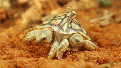 Двухголовая черепаха может надеяться дожить до 100 лет