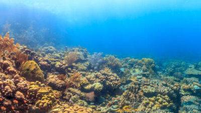 Исследование в Израиле перевернуло представление о жизни кораллов