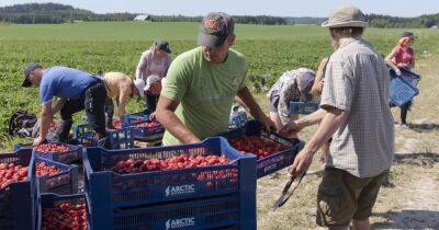 Нехватка рук: в Финляндии гниет на полях 2 млн тонн клубники из-за войны в Украине