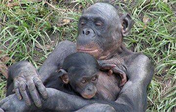 Ученые: Бонобо проявляют эмоции как человеческие дети
