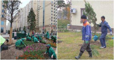 Осенью и весной в Душанбе высадят почти двести тысяч саженцев