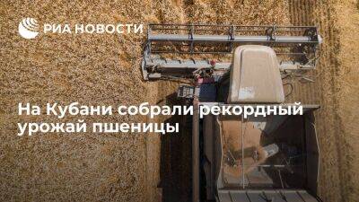 Губернатор Кубани Кондратьев сообщил о рекордном урожае пшеницы