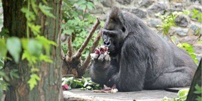 С днем рождения, Тони! Единственной горилле в Украине исполнилось 48 лет