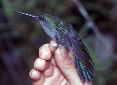 Зниклий десять років тому рідкісний птах виявлений у Колумбії
