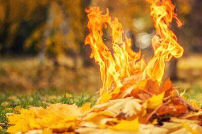 Что грозит за сжигание листьев? | Новости Одессы