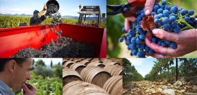 У Франції цього року очікують на відновлення виробництва вина