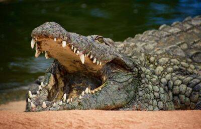 Крокодил растерзал мужчину на глазах у прохожих