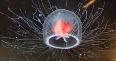 Вечная жизнь совсем близко. Секрет бессмертия спрятан в генах крохотной медузы