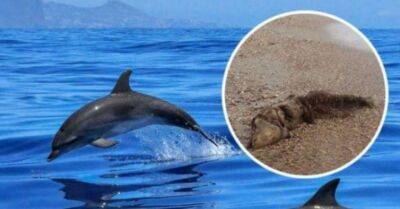 На Одещині на берег моря продовжують викидатися дельфіни (ФОТО)