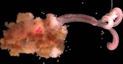 Ученые обнаружили "червей-зомби", которые питаются на дне океана костями животных