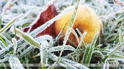 Ночные заморозки до -2°С ожидают в Беларуси 2 сентября