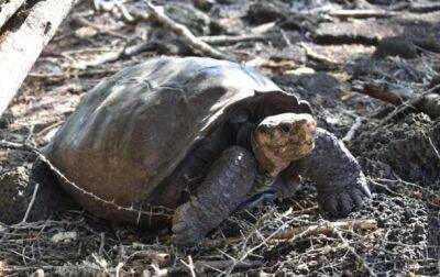Поймана черепаха, вид которой вымер 100 лет назад