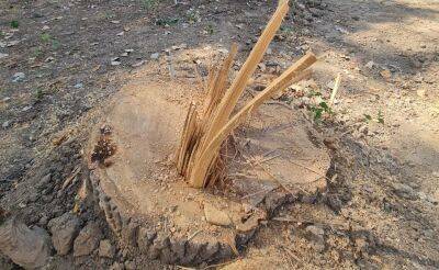 По делу застройщика, вырубившего 58 деревьев в Ташкенте, задержаны три человека
