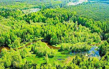 В некоторых районах Беларуси отменили запрет на посещение лесов