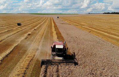 Уборка кукурузы на зерно началась в Беларуси