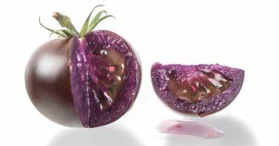 Полезное ГМО. Фиолетовый помидор защитит от рака и сердечно-сосудистых заболеваний