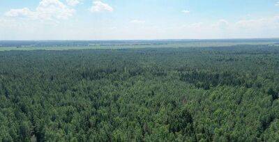 В Беларуси продолжают снимать запреты на посещение лесов