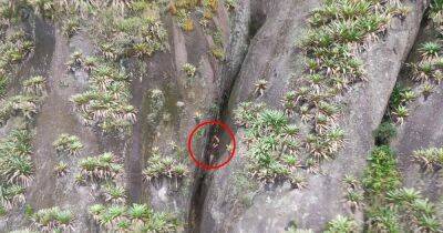 Голый турист выжил после падения с высоты 100 метров в горах Бразилии (фото)