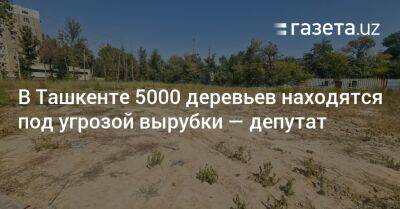 В Ташкенте 5000 деревьев находятся под угрозой вырубки — депутат