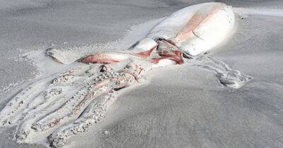 "Бывает раз жизни": гигантского кальмара вымыло на берег Новой Зеландии (фото)