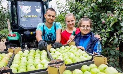 Полторы тысячи тонн нового урожая намерены собрать в садах Гродненского зонального института растениеводства