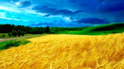 Мінсільгосп США збільшив прогноз урожаю пшениці в Україні на 5,1%