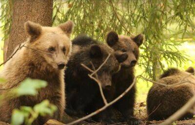 Биологи из Центра Пажетновых в Тверской области готовятся к расставанию со спасенными медвежатами