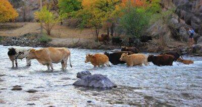 В Таджикистане насчитали около 2,5 млн. голов крупного рогатого скота