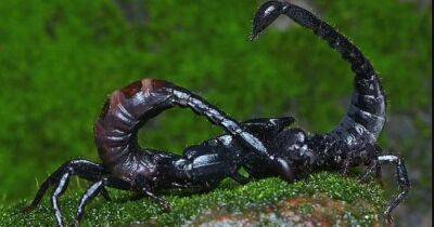 Запоры и секс у скорпионов и краш-тест для лося: за что присуждалась Шнобелевская премия