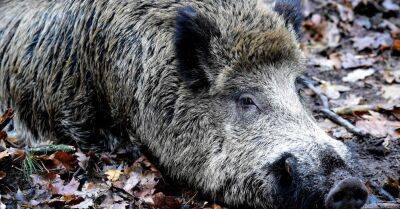 Вспышка чумы кабанов: в лесах сотни мертвых животных, за сообщение о найденном — вознаграждение