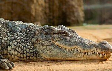 В Зимбабве охотник поймал огромного крокодила весом 450 кг