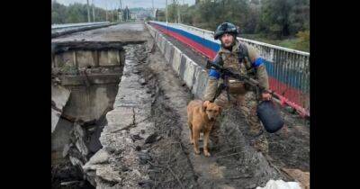 Боевая собака Ляля помогла ВСУ освободить Купянск: теперь ей нужен дом (видео)