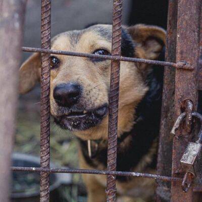 В Кременчуге спасают от войны домашних животных: в приют из зон боевых действий свезли 300 котов и собак (ФОТО)