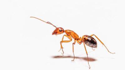 Никаких муравьев в доме: как избавиться от насекомых дома народными методами