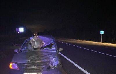 В ДТП с лосем на М10 в Тверской области пострадал водитель