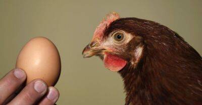 В Латвии растет потребление яиц, снесенных вне клеток