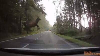 В Чехии олень грациозно выпрыгнул прямо перед машиной: эпическое видео