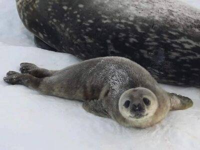 Возле станции Академик Вернадский родились первые в этом сезоне детеныши тюленей