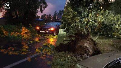 Сорванные крыши, поломанные деревья и жертвы: страшная непогода обрушилась на Курскую область