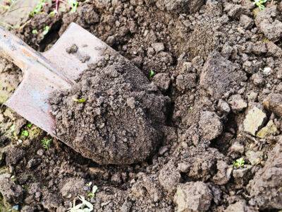 Хозяин одного из домов в Навоийской области обнаружил при копании земли кости, похожие на человеческие