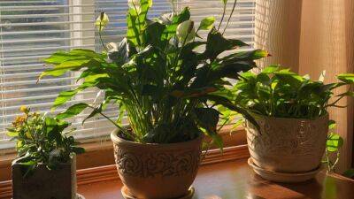Как ухаживать за комнатными растениями зимой, чтобы они не погибли