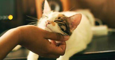 Подмигивают, дают "пять" и обнимают. Ученые назвали верные признаки любви кошки к хозяину
