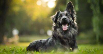Фрэнсис Крик - Могут ли собаки переживать эмоции и насколько они умны: ученые рассказали самое интересное - koronavirus.center - Украина - Лондон - Германия