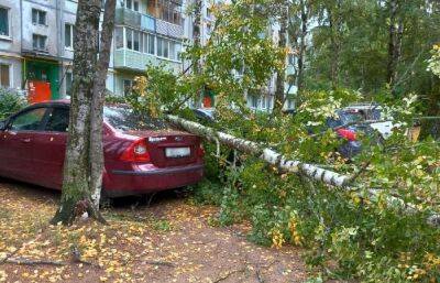 В Конаково Тверской области ветер повалил дерево на припаркованную машину