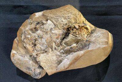 Вчені виявили серце, якому понад 380 мільйонів років (Фото)