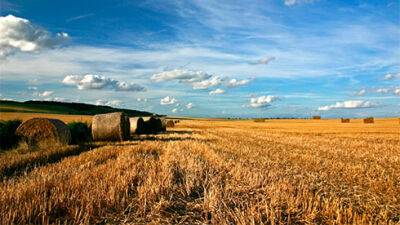 За час повномасштабної війни в Україні продали 35 тисяч гектарів землі